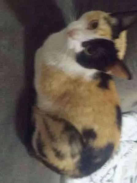 Gato ra a SRD idade 7 a 11 meses nome Sem Nome