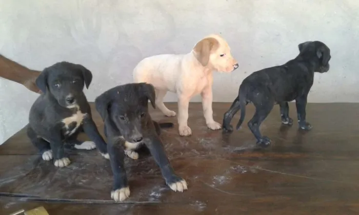 Cachorro ra a Não definida  idade Abaixo de 2 meses nome Ainda não têm nomes 