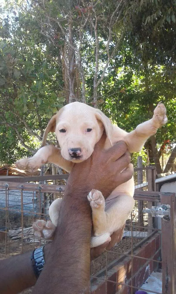 Cachorro ra a Não definida  idade Abaixo de 2 meses nome Ainda não têm nomes 