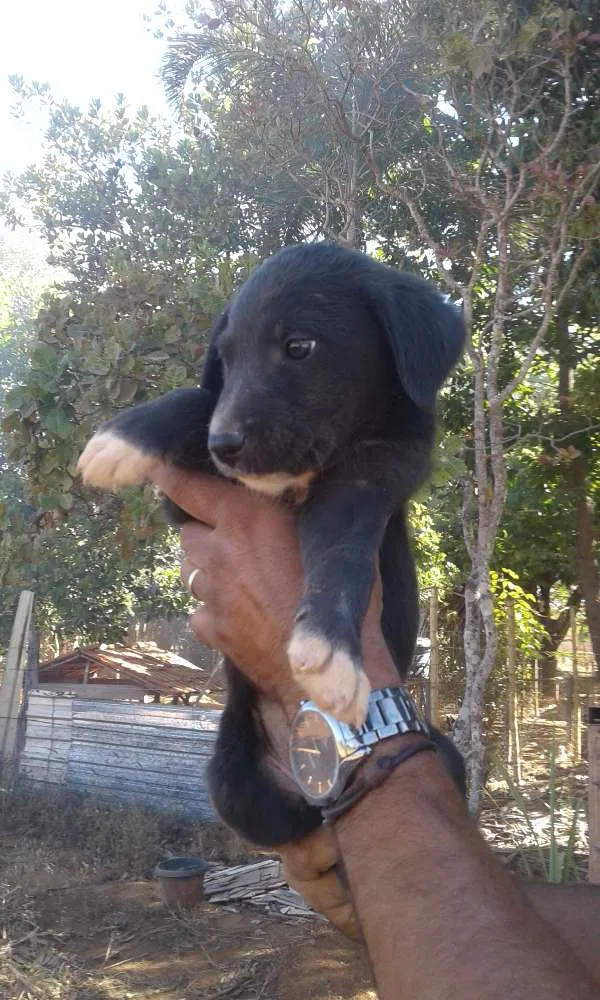 Cachorro ra a Não definida  idade Abaixo de 2 meses nome Ainda não têm nomes 
