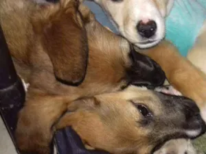 Cachorro raça Vira lata idade 2 a 6 meses nome Ainda não colocamos 