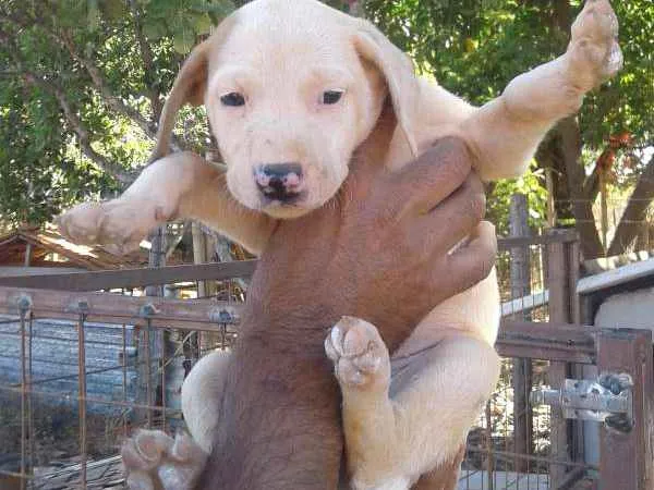Cachorro ra a Não definida  idade Abaixo de 2 meses nome Ainda não têm nomes 