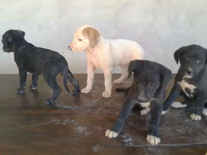 Cachorro ra a Não definida  idade Abaixo de 2 meses nome Ainda não têm nomes 