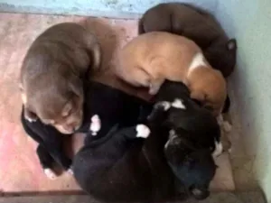 Cachorro raça SRD idade 5 anos nome CHOCOLATE