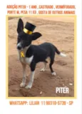 Pitter
