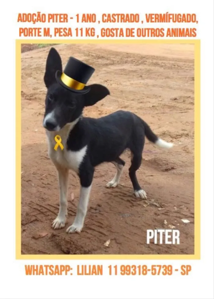 Cachorro ra a Sem raça definida  idade 1 ano nome Pitter