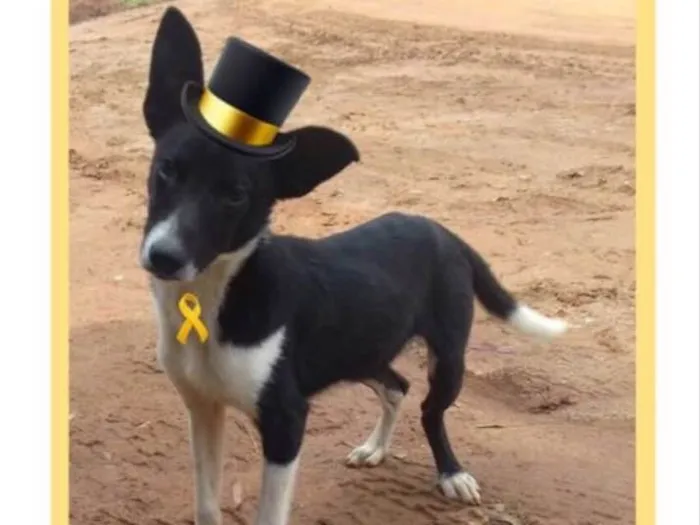 Cachorro ra a Sem raça definida  idade 1 ano nome Pitter