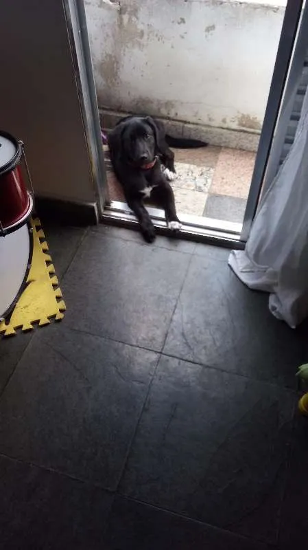 Cachorro ra a Vira Lata idade 1 ano nome Djake