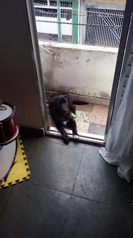 Cachorro ra a Vira Lata idade 1 ano nome Djake