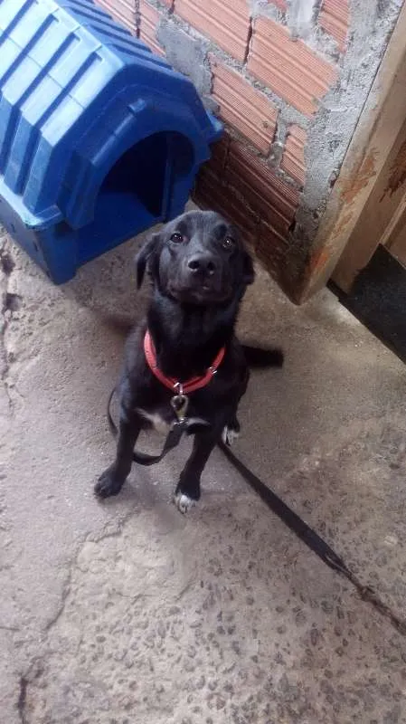 Cachorro ra a Vira Lata idade 1 ano nome Djake