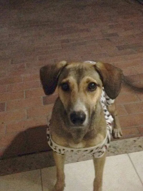 Cachorro ra a viralatinha idade 1 ano nome Não tem nome 