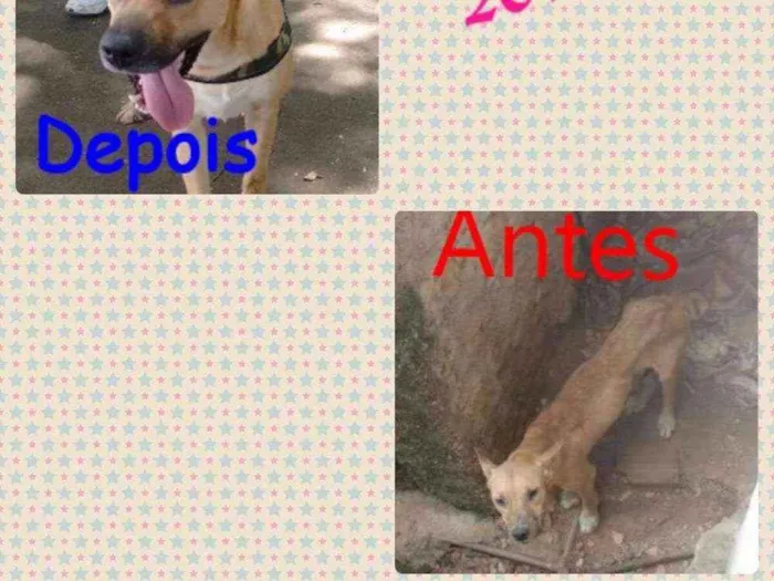 Cachorro ra a Vira lata idade 2 anos nome Coringa