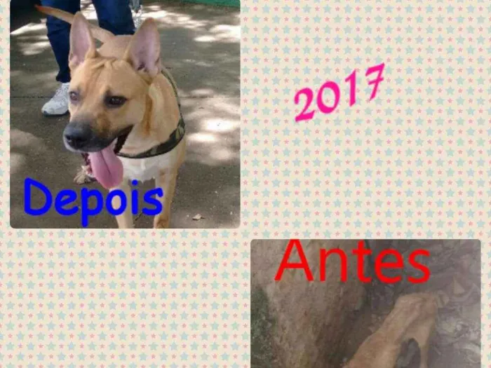 Cachorro ra a Vira lata idade 2 anos nome Coringa