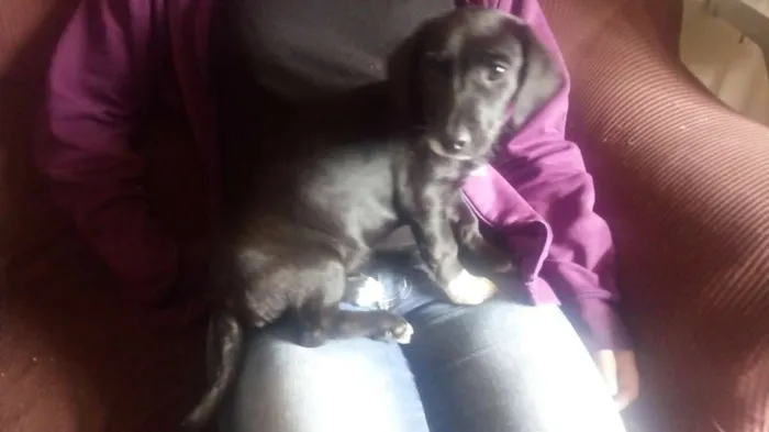 Cachorro ra a Mestiça salsicha idade 2 a 6 meses nome Pretinha