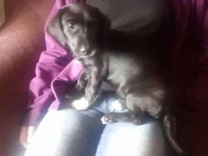 Cachorro raça Mestiça salsicha idade 2 a 6 meses nome Pretinha