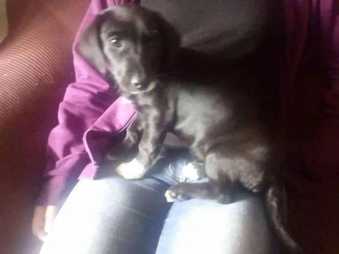 Cachorro ra a Mestiça salsicha idade 2 a 6 meses nome Pretinha