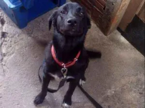 Cachorro raça Vira Lata idade 1 ano nome Djake