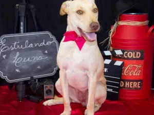 Cachorro raça Labrador idade 1 ano nome Luna