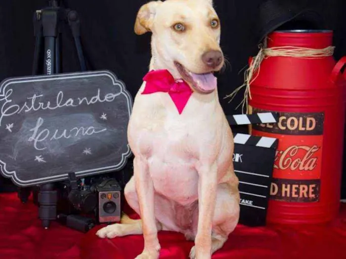 Cachorro ra a Labrador idade 1 ano nome Luna