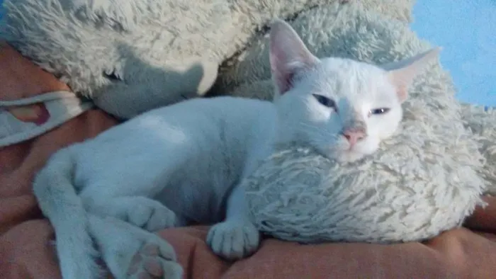 Gato ra a Vira lata idade 2 a 6 meses nome Rebeca