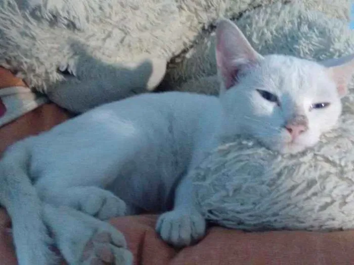 Gato ra a Vira lata idade 2 a 6 meses nome Rebeca