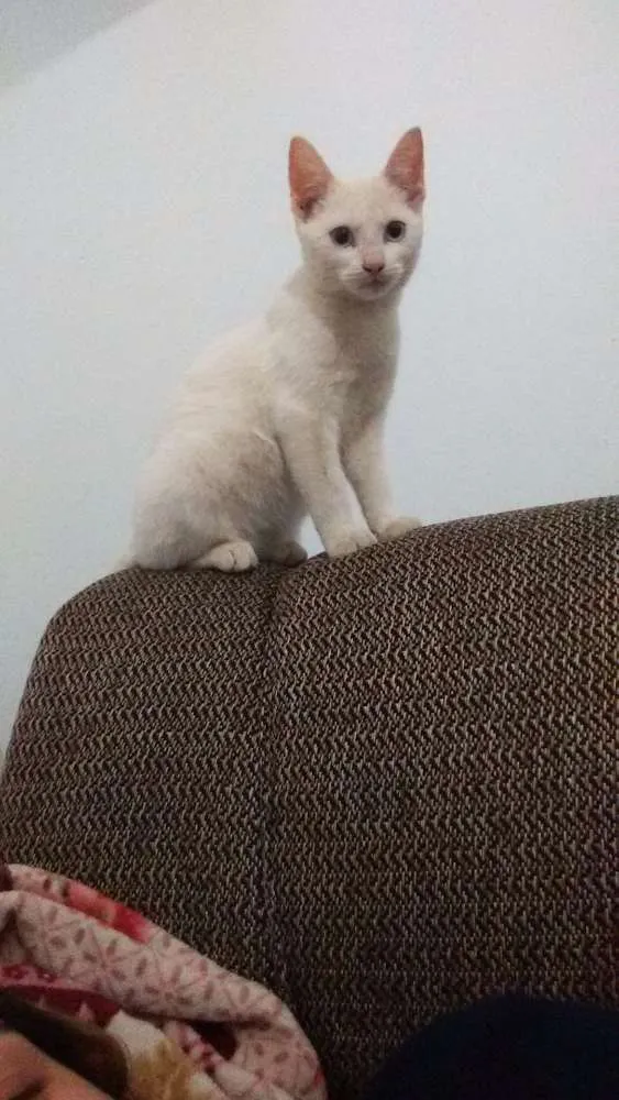 Gato ra a Vira lata idade 2 a 6 meses nome Rebeca