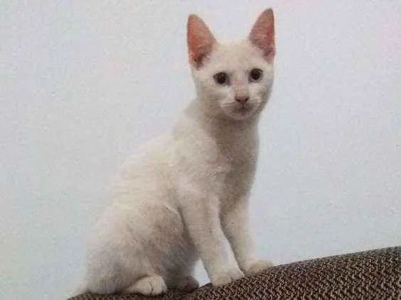 Gato ra a Vira lata idade 2 a 6 meses nome Rebeca