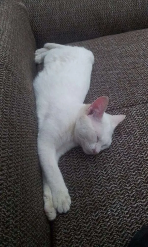 Gato ra a Vira lata idade 2 a 6 meses nome Rebeca