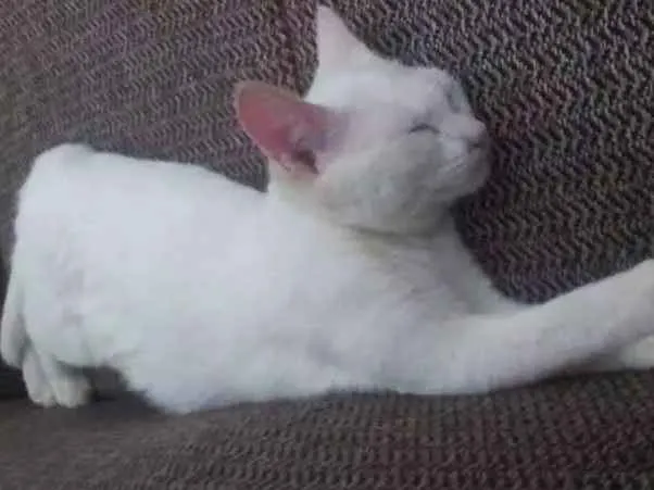 Gato ra a Vira lata idade 2 a 6 meses nome Rebeca