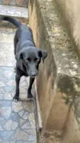 Dalila 