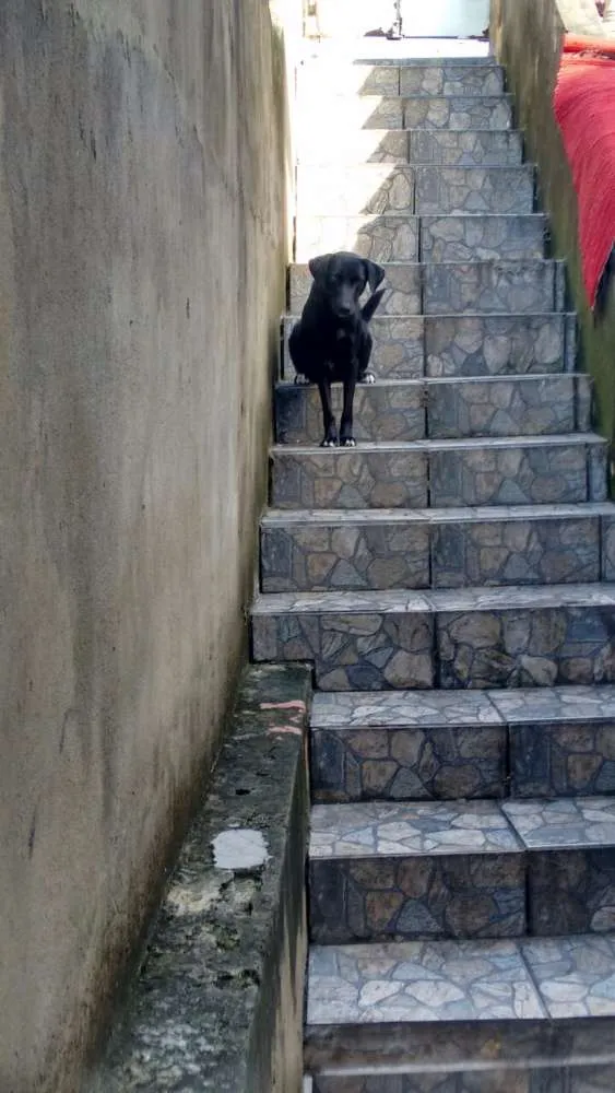 Cachorro ra a Vira Lata idade 1 ano nome Dalila 