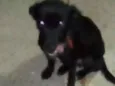 Chokito, Nina e Neguinho