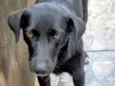 Dalila 
