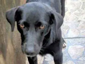 Cachorro raça Vira Lata idade 1 ano nome Dalila 