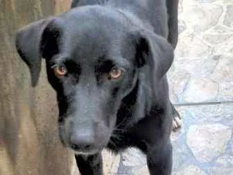 Cachorro ra a Vira Lata idade 1 ano nome Dalila 