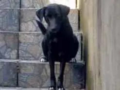 Cachorro ra a Vira Lata idade 1 ano nome Dalila 
