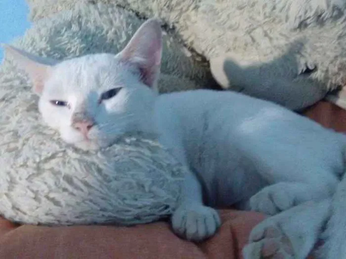 Gato ra a Vira lata idade 2 a 6 meses nome Rebeca