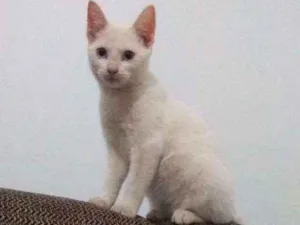 Gato raça Vira lata idade 2 a 6 meses nome Rebeca