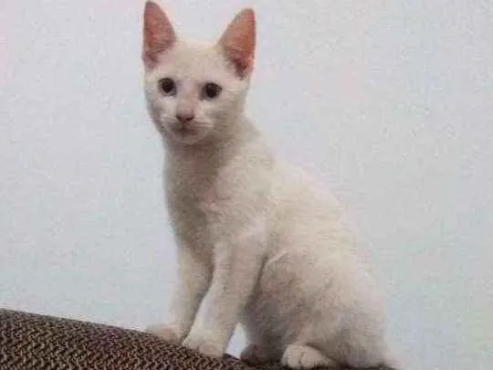 Gato ra a Vira lata idade 2 a 6 meses nome Rebeca