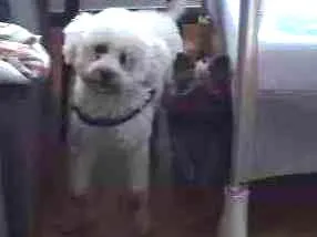 Cachorro ra a Poodle idade 5 anos nome Zen
