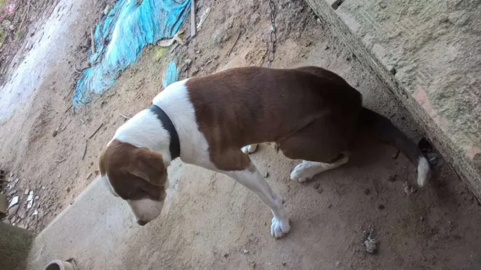 Cachorro raça SRD idade 5 anos nome CHOCOLATE