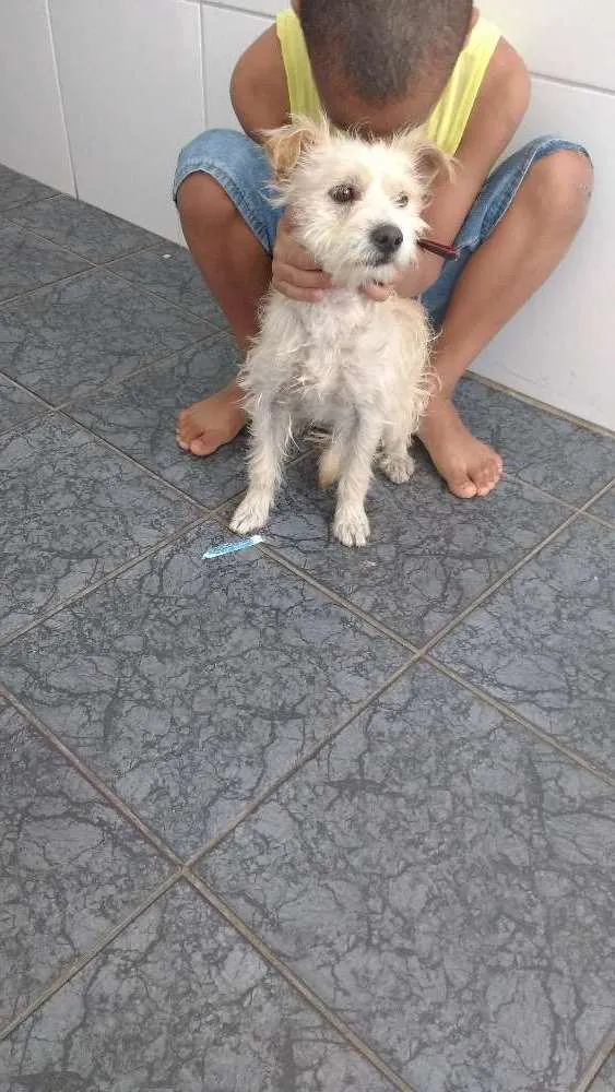 Cachorro ra a Podo idade 3 anos nome Frodo e Romeu