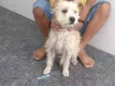 Frodo e Romeu