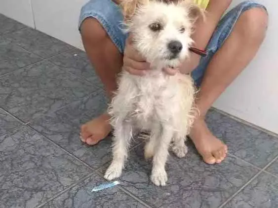 Cachorro ra a Podo idade 3 anos nome Frodo e Romeu