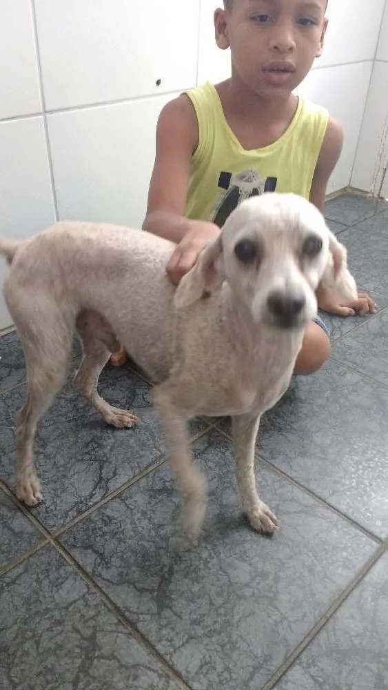 Cachorro ra a Podo idade 4 anos nome Romeu