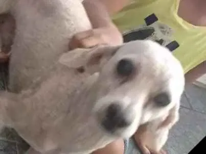 Cachorro ra a Podo idade 4 anos nome Romeu