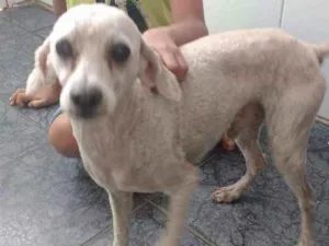 Cachorro raça Podo idade 4 anos nome Romeu