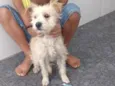 Frodo e Romeu