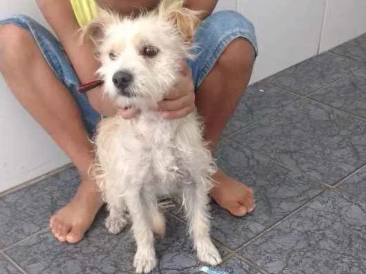 Cachorro ra a Podo idade 3 anos nome Frodo e Romeu