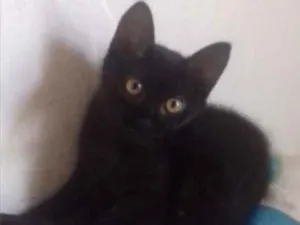 Gato raça angora idade 7 a 11 meses nome frajola